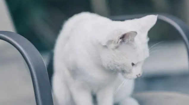 猫便秘益生菌喂多少天