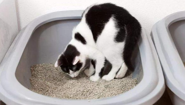 猫咪总掉一粒屎在地上,可能是这三个原因! 猫咪总掉一粒屎在地上,可能是这三个原因!