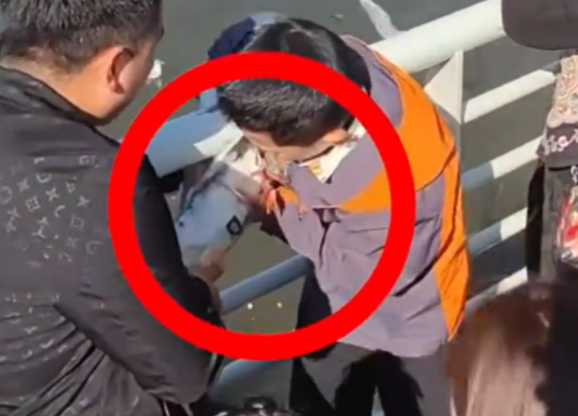 男孩欲将景区海鸥带走,家长做法可气,景区回应来了 男孩欲将景区海鸥带走,家长做法可气,景区回应来了