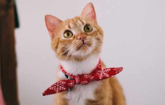 猫手术后伤口几天恢复？原来比想象的要快！