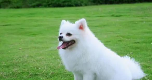 狗口腔溃疡能吃阿莫西林吗