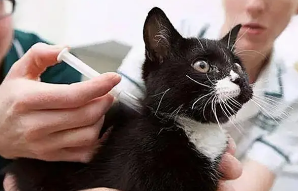 猫咪驱虫怎么驱虫
