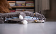 猫咪一般喜欢玩什么玩具