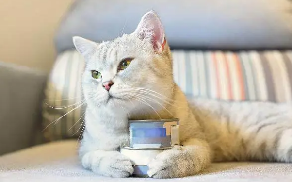 猫粮配罐头，好吃又营养？别这样喂你的猫了