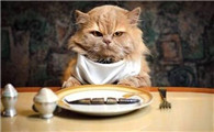 猫饿一天会求人吗?说了你别不信