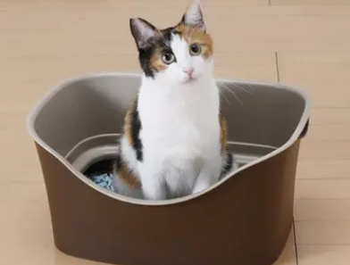 电动猫砂盆用什么猫砂