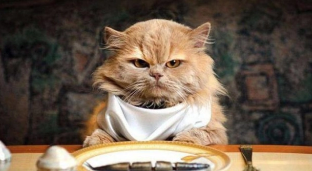 猫罐头真比猫干粮好吗？你家猫吃对了吗？