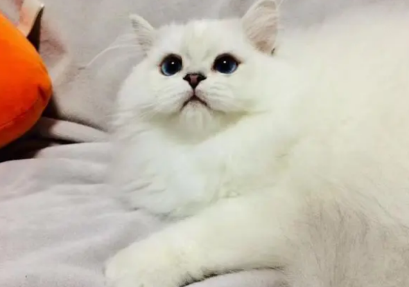 猫奴晋升手册—健康的猫咪需要吃益生菌吗? 猫奴晋升手册—健康的猫咪需要吃益生菌吗?