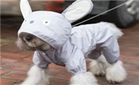 哪里可以做宠物衣服