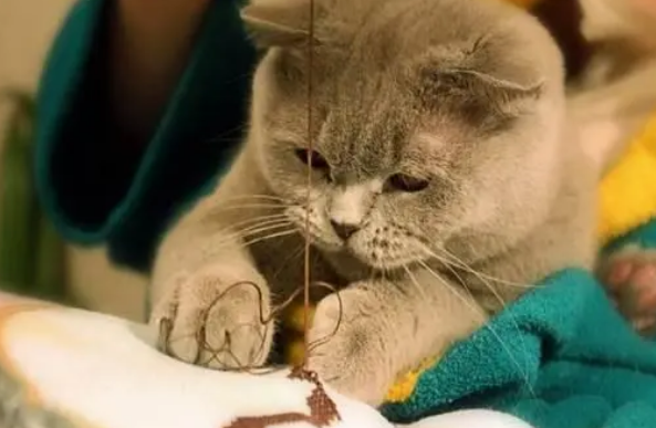 猫咪营养膏有什么作用,资深铲屎官来告诉你 猫咪营养膏有什么作用,资深铲屎官来告诉你