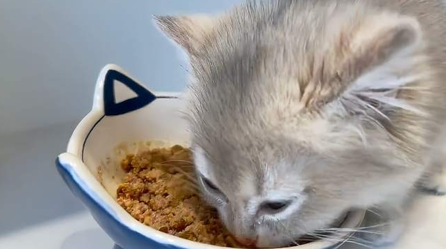 猫罐头里面有水正常吗