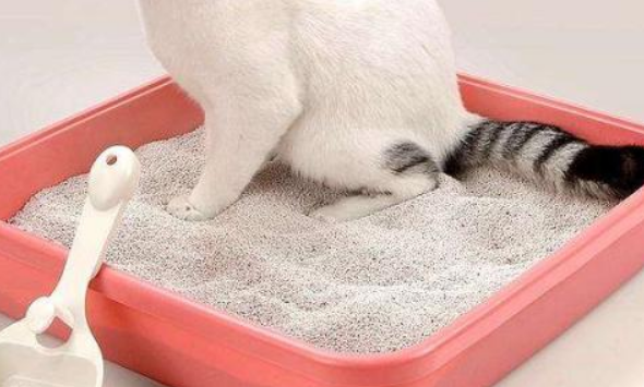 猫砂膨润土去哪买 猫砂膨润土去哪买