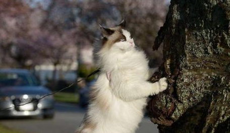 怎么让猫熟悉牵引绳 怎么让猫熟悉牵引绳