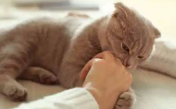 猫喜欢扑人原因,一般是这两种!-宠物网