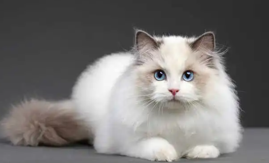 布偶猫开脸是什么意思？教你如何挑品相好的猫咪
