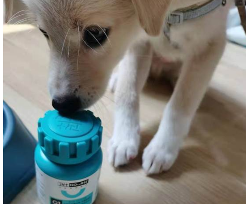 狗狗吃什么牌子的钙片