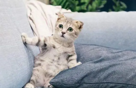 猫咪狗狗去世怎么办?了解沈阳宠物火化流程 猫咪狗狗去世怎么办?了解沈阳宠物火化流程