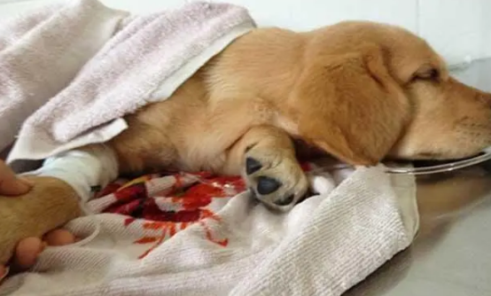 不了解犬瘟热起因？来这里找答案