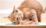 猫罐头哪个口味好