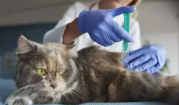 猫中暑可以吃藿香正气吗？