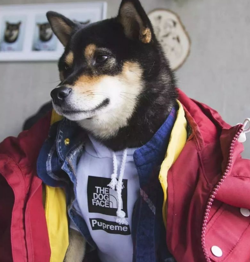 给宠物买衣服，你舍得花多少钱？