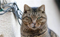 主人要注意,猫咪一直流鼻涕是什么原因?