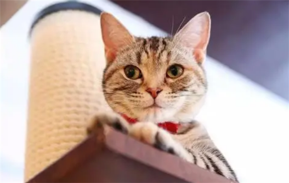 猫咪换了新环境有什么反应,我们需要做些什么? 猫咪换了新环境有什么反应,我们需要做些什么?