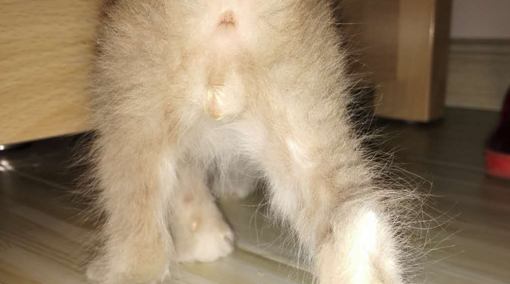 公猫母猫哪个好养活?具体看这里! 公猫母猫哪个好养活?具体看这里!