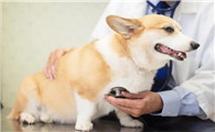 狗怎么判断是不是腹水？不清楚的看这里