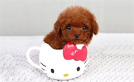 茶杯泰迪犬标准