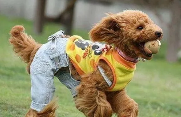 冬天宠物狗需要穿衣服吗 冬天宠物狗需要穿衣服吗