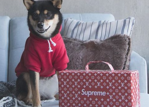 狗狗的衣服多少钱