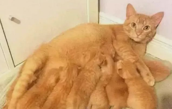 肥橘猫生下小橘猫后,主人表示心塞 肥橘猫生下小橘猫后,主人表示心塞