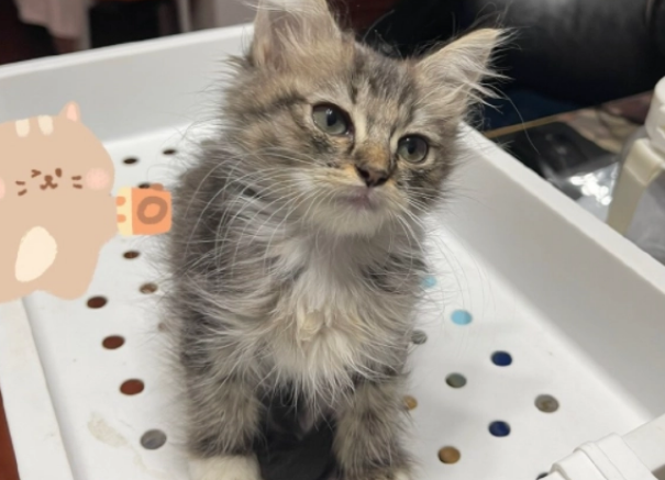 如何给猫咪挑选猫砂?主人来看看 如何给猫咪挑选猫砂?主人来看看