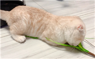 英短蓝猫喜欢玩什么玩具
