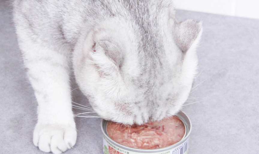 猫咪吃什么罐头好一点