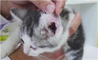 猫咪耳螨什么样