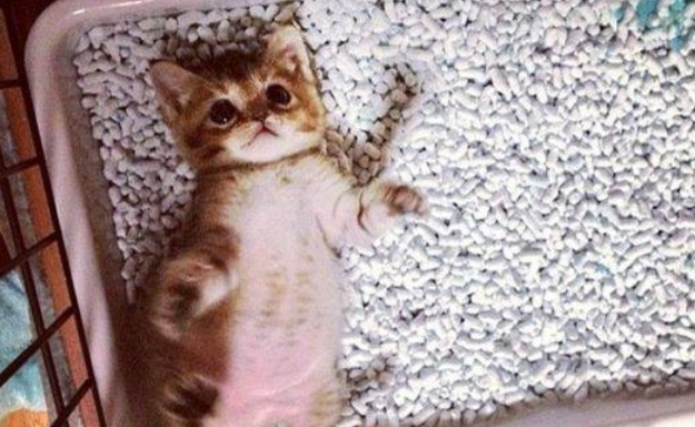 猫砂应该买哪种