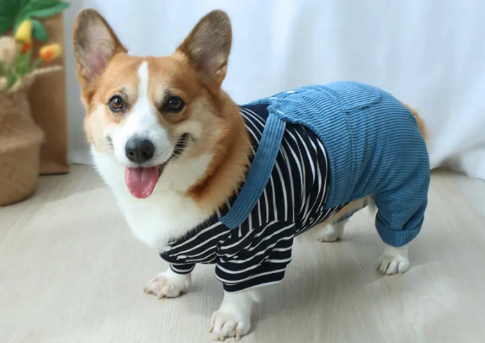 宠物店有卖狗狗衣服的吗