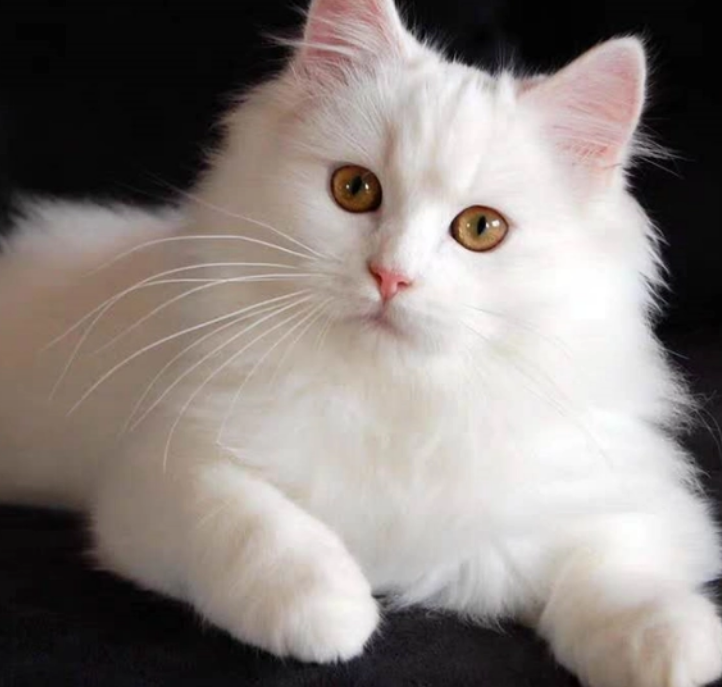 猫咪益生菌的正确吃法?益生菌的作用是什么? 猫咪益生菌的正确吃法?益生菌的作用是什么?