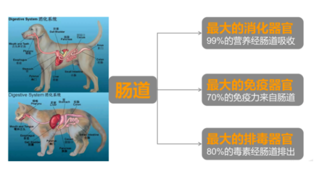 什么是益生菌?为什么千亿益生菌更有效? 什么是益生菌?为什么千亿益生菌更有效?