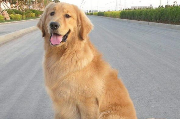 金毛犬狗粮品牌 金毛犬狗粮品牌