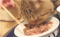 猫罐头怎么给猫吃