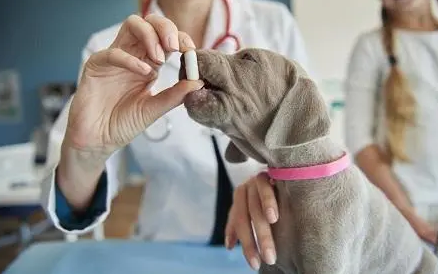 狗狗能吃人的感冒药吗