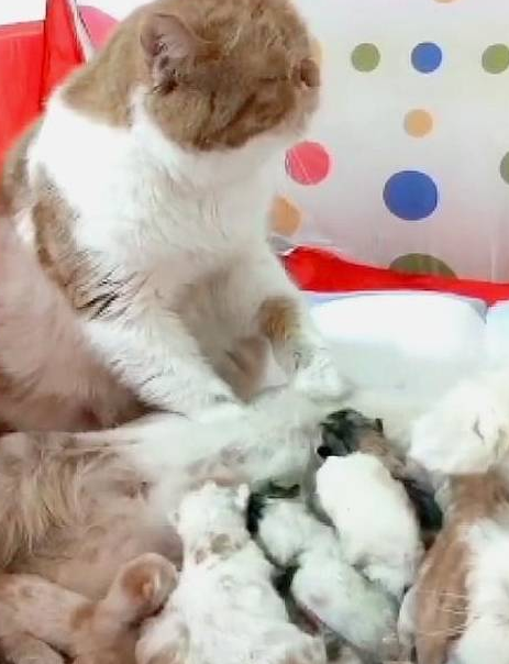 猫妈产后,猫爸被迫上岗,闭着眼给喂奶的老婆按摩 猫妈产后,猫爸被迫上岗,闭着眼给喂奶的老婆按摩