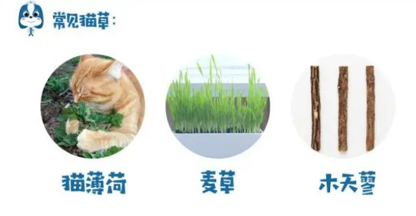 什么是猫草?为什么要给猫咪吃呢? 什么是猫草?为什么要给猫咪吃呢?