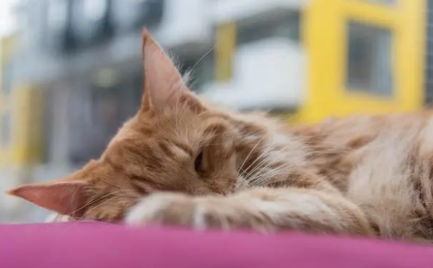 猫耳螨用驱虫药可以吗 猫耳螨用驱虫药可以吗