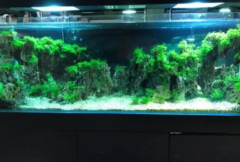 鱼缸水质变差,如果才能改善水质,让它变成空气缸 鱼缸水质变差,如果才能改善水质,让它变成空气缸
