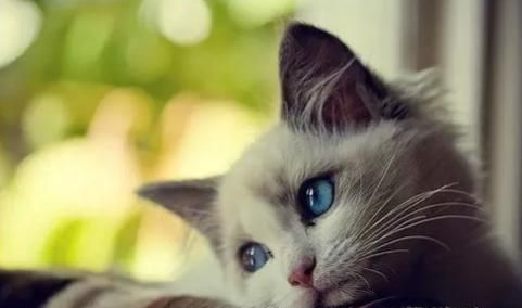 猫异食癖是缺什么微量元素