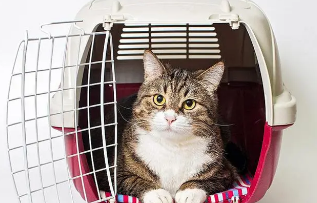 四个步骤,让你的猫不再抗拒航空箱 四个步骤,让你的猫不再抗拒航空箱